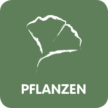 Pflanzen